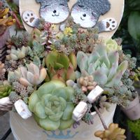セダム,エケベリア・エレガンス,寄せ植え,多肉植物,鉢植えの画像