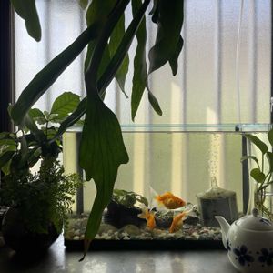 ポトス,まりも,ビカクシダ,トキワシノブ,コーヒーの木の画像