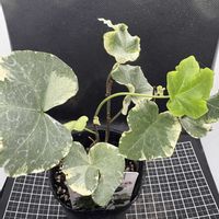 アイビー,アイビー（ヘデラ）,観葉植物,ホームセンター,キヅタ属の画像