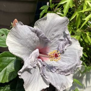 ハイビスカス,プルメリア,ハイビスカス　ケイト,多肉植物,塊根植物の画像