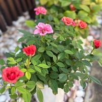 お花,かわいいな♡,GS日和,庭の画像