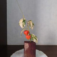 ホオズキ,ミズヒキ,庭の花,斑入り。,庭の花を飾るの画像