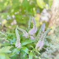ベロニカ,ベロニカ フェアリーテール,ガーデニング,挿し木,花のある暮らしの画像