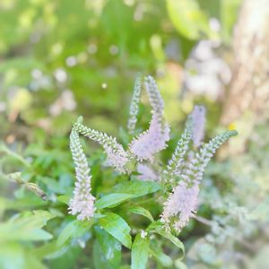 ベロニカ,ベロニカ フェアリーテール,ガーデニング,挿し木,花のある暮らしの画像