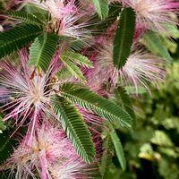 ゼフィランサス,ツユクサ,ブラックベリー,ネムの花,ノリウツギの画像