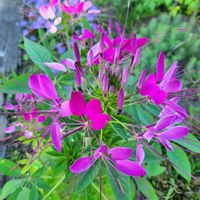 カサブランカ,クレオメ,スイカ,花のある暮らし,北海道の画像