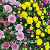 クリサンセマム,ガーデンマム,ピンクの花,花のある暮らし,黄色の花の画像