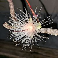サガリバナ,沖縄,横浜の画像