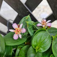 ダルマホトトギス,鉢植え,明るい日陰,プランター,ガーデニング初心者の画像