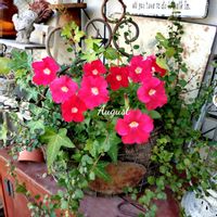 ペチュニア,寄せ植え,可愛い,庭の花,癒しの画像