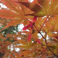モミジ,コメツガ,サルナシ,イトヒバ,上杉神社の画像