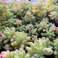 セダム,乙女心,乙女心,多肉植物,植物との暮らしの画像