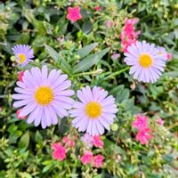 ブラキカムの画像