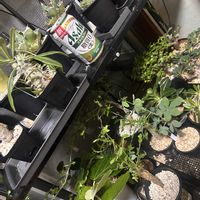ビカクシダ,アガベ チタノタ,ユーフォルビア・ギラウミニアナ,ユーフォルビア,塊根植物の画像
