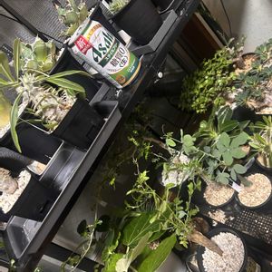ビカクシダ,アガベ チタノタ,ユーフォルビア・ギラウミニアナ,ユーフォルビア,塊根植物の画像
