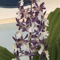 アカンサス,エビネ,アカンサスに似たお花の画像