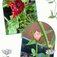 花のある暮らし,GSに感謝。,いつも笑顔で〜〜♡,GS皆様ありがとう,金曜日の蕾たちの画像