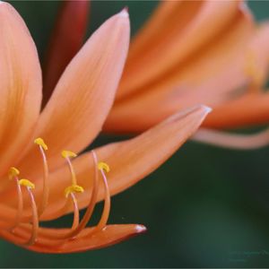 キツネノカミソリ,キツネノカミソリ,苔(コケ),キンエノコロ,オオキツネノカミソリの画像