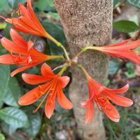 キツネノカミソリ,キツネノカミソリ,月下美人,多肉植物,ミニ盆栽の画像