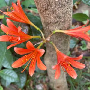 キツネノカミソリ,キツネノカミソリ,月下美人,多肉植物,ミニ盆栽の画像