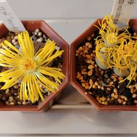 リトープス属 C388 翠蛾,リトープス 紅玉,多肉植物,多肉大好き,リトープス属の画像