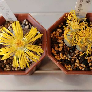 リトープス属 C388 翠蛾,リトープス 紅玉,多肉植物,多肉大好き,リトープス属の画像