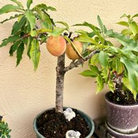 モモ,南京桃,盆栽,bonsai,花もの盆栽の画像