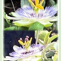 トケイソウ,可愛らしい,変わったお花,ウォーキングの楽しみの画像