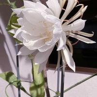 ゲッカビジン,月下美人,サボテン科,花のある暮らし,おうち園芸の画像