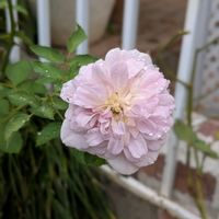 アリッサム,ウツボグサ,レイニーブルー,バラのある暮らし,ばら バラ 薔薇の画像