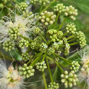 ネムノキ,ネムノキ,ネムノキの花,ネムノキの実,ネムノキの実の画像
