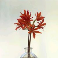 キツネノカミソリ,キツネノカミソリ,由布岳登山口,実家の近所,花瓶の花の画像