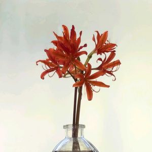 キツネノカミソリ,キツネノカミソリ,由布岳登山口,実家の近所,花瓶の花の画像
