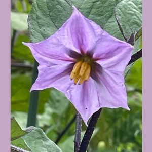 ジニア,ナス,花のある暮らし,お花大好き♡,ピンクワールドへ ようこその画像