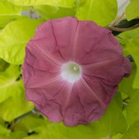 アサガオ,ホオズキ,朝顔,団十郎,ほおづきの画像