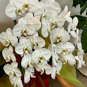 胡蝶蘭,白い花,iPhone撮影,ホッコリ,開店祝いの画像