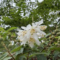 ウツギ,お出かけ先の画像