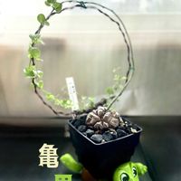 アグラオネマ,亀甲竜,多肉植物,観葉植物,ユーフォルビアの画像