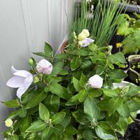 キキョウ,チャイブ,ハーブ,ピンクの花,花のある暮らしの画像