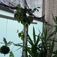 ユッカ,ガジュマル,フィロデンドロン・ブラジル,シダ苔玉の画像
