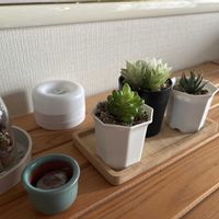オブツーサ,ハオルチア,氷砂糖,十二の巻の画像