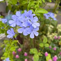 ベロニカ,ルリマツリ,ナチュラルガーデン,お庭の花たち,宿根草の庭の画像