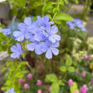 ベロニカ,ルリマツリ,ナチュラルガーデン,お庭の花たち,宿根草の庭の画像