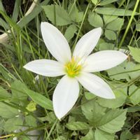 タマスダレ,モミジアオイ,イランイラン,庭の花と木の画像