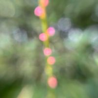 ミズヒキ,秋の気配,小さな秋,残暑,8月も終盤にの画像