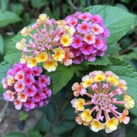 キンカン,ランタナ,金柑,地植え,ガーデニングの画像