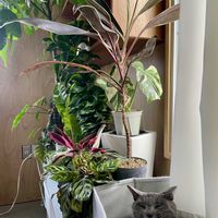カラテア,コルジリネ,観葉植物,ネコ好き,ネコのいる暮らしの画像