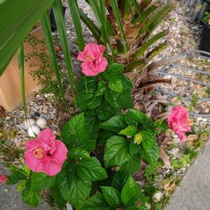 ハイビスカス,観葉植物,ガーデニング,グリーン,男前の画像