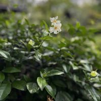 テイカカズラ,ありがとう♡,感謝♡,今日も笑顔で♡,お花に癒されての画像