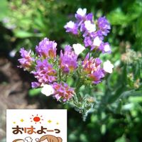スターチス,紫の花,土曜日は紫の花,気が付けば土曜日,種まきからの栽培の画像